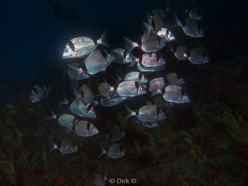 two banded seabream