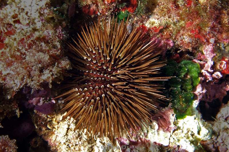 urchin