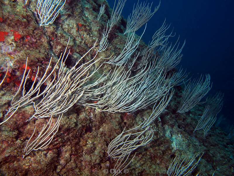 white gorgonian