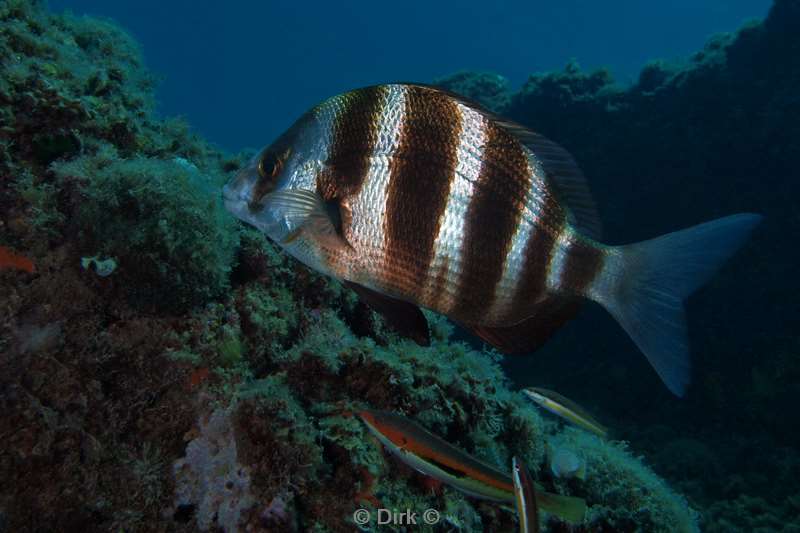 zebra seabream