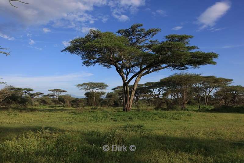 bush mobile camp tanzania