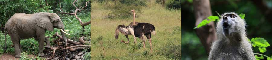 safari lake manyara national park tanzania