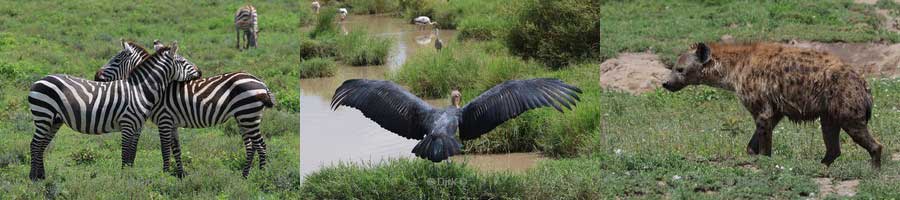 safari ndutu regio tanzania
