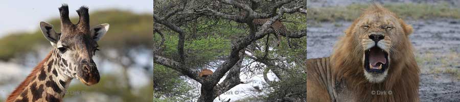 safari ndutu regio tanzania