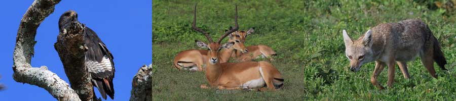 safari ndutu regio tanzania