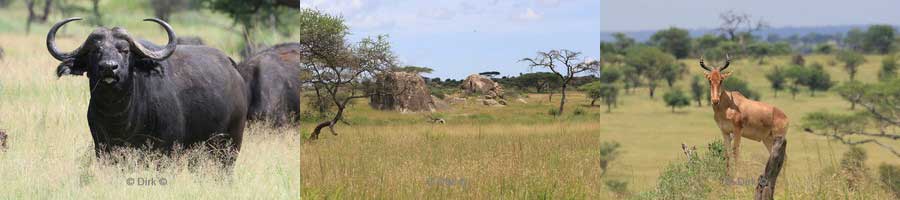 safari serengeti national park tanzania