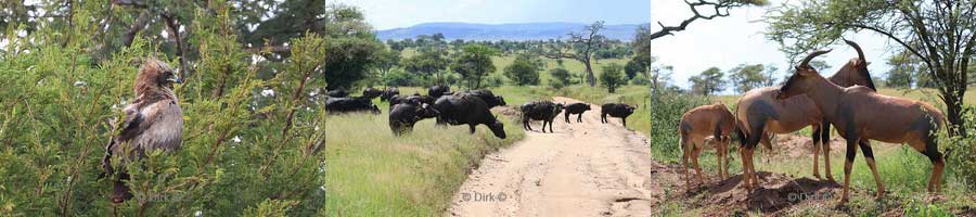 safari serengeti national park tanzania