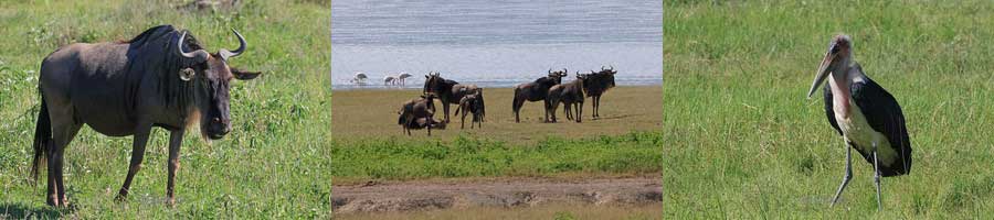 safari ngorongoro national park tanzania