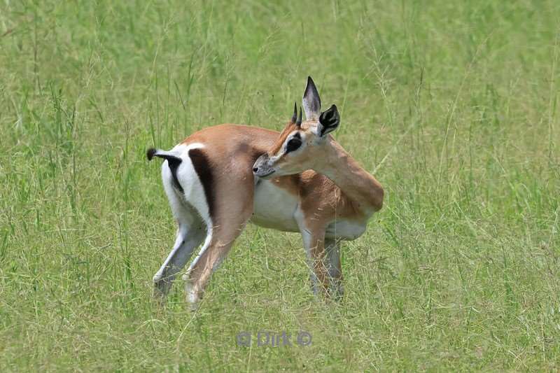 safari tarangire national park tanzania