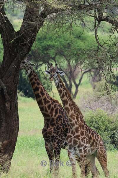 safari tarangire national park tanzania