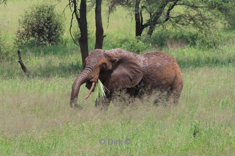 safari tarangire national park tanzania