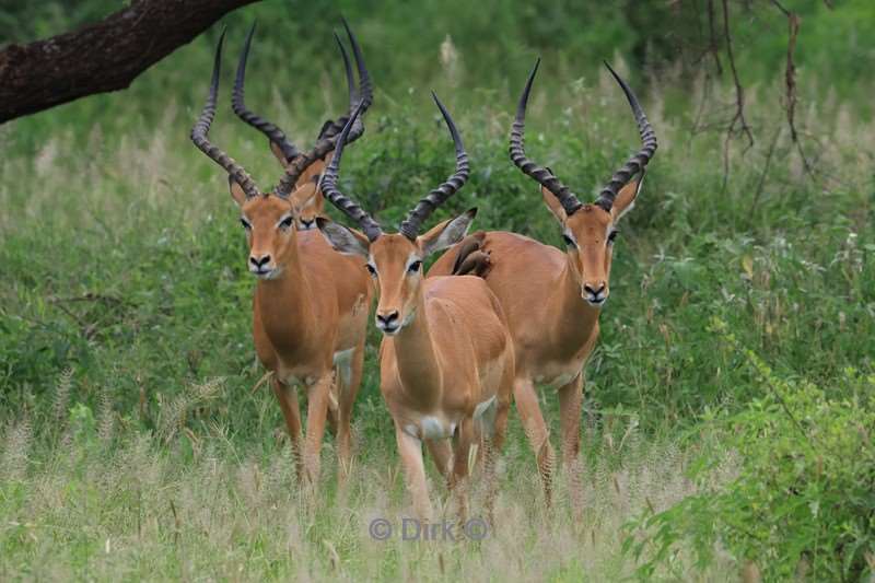 safari lake manyara national park tanzania