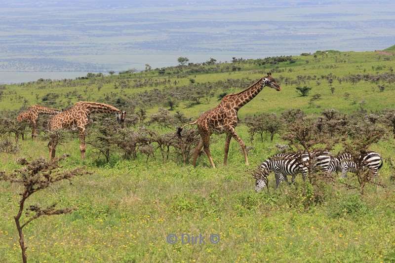 safari ndutu tanzania
