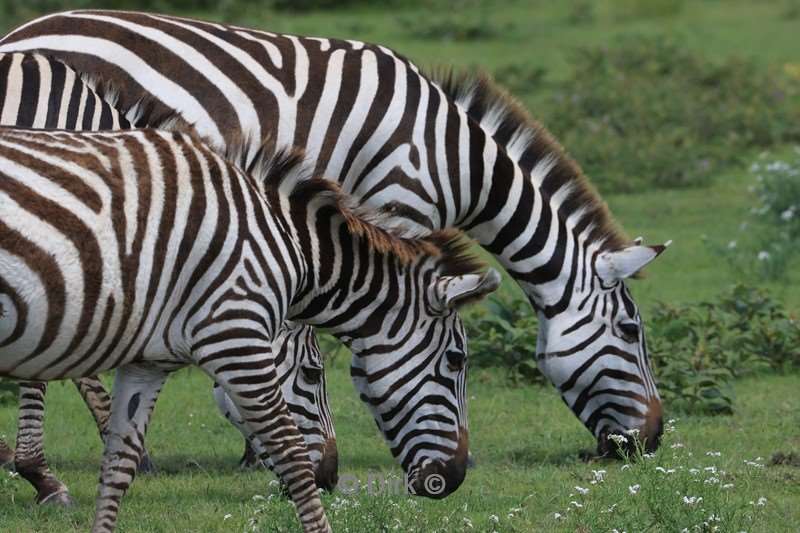 safari ndutu tanzania