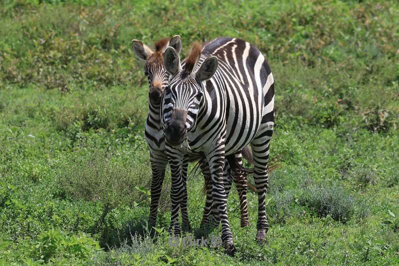 safari tanzania