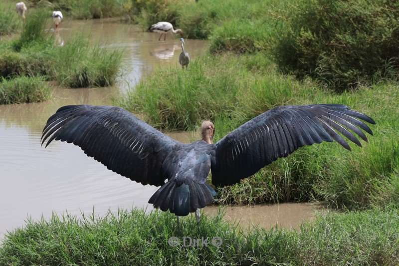safari tanzania