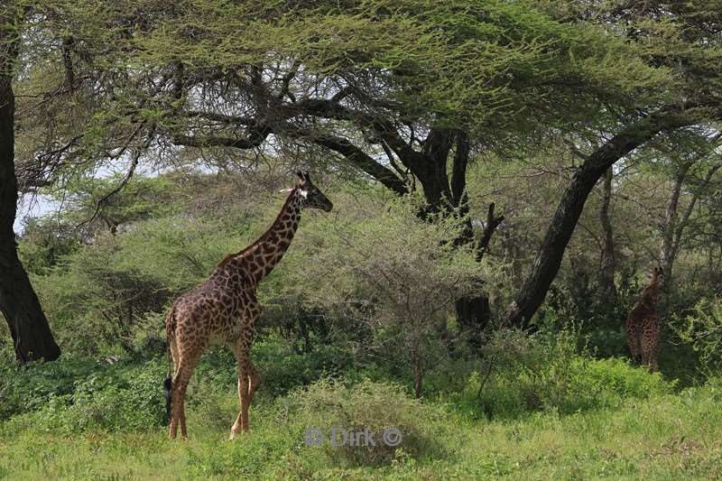safari ndutu tanzania