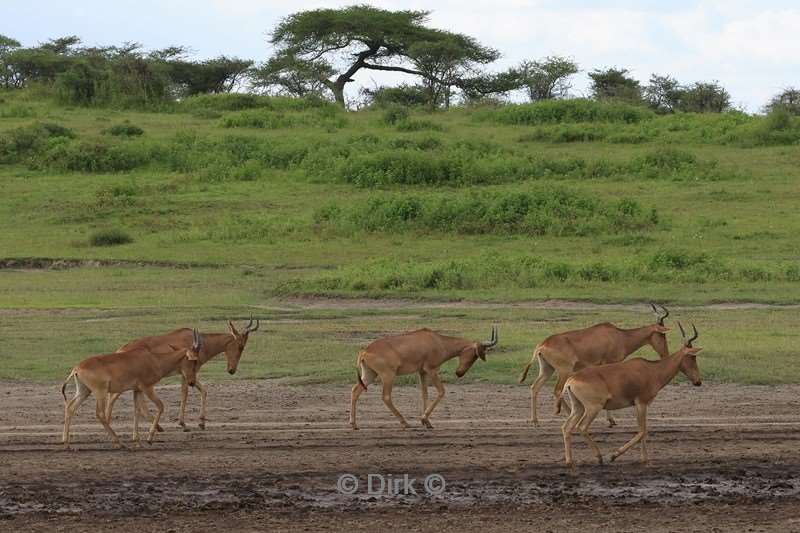 safari ndutu tanzania