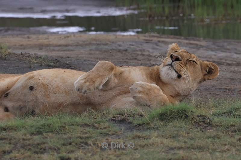 safari ndutu tanzania