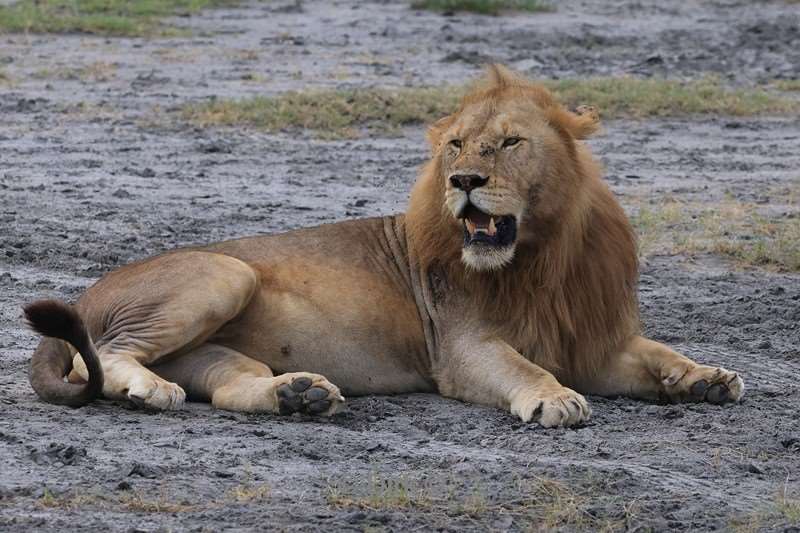 safari ndutu tanzania