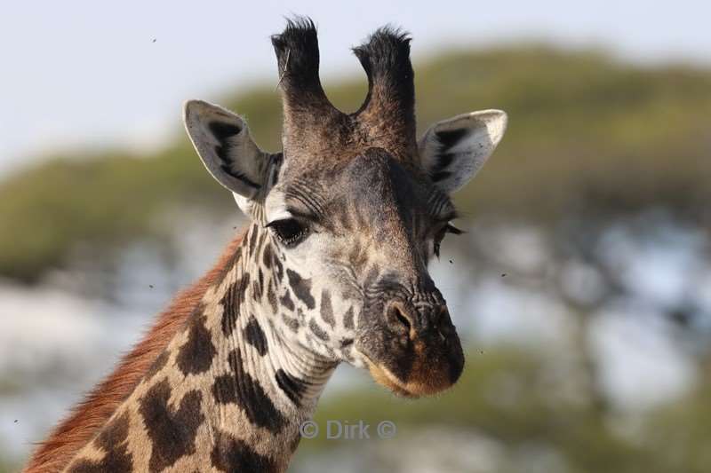 safari ndutu tanzania