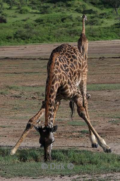 safari ndutu tanzania
