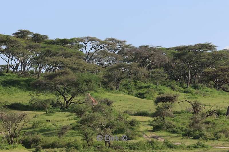safari ndutu tanzania