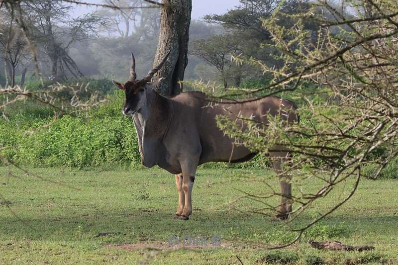 safari ndutu tanzania