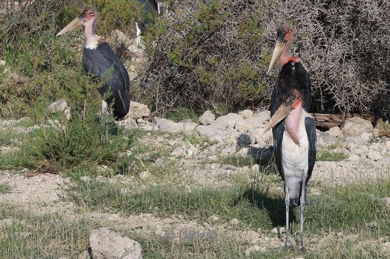 safari ndutu tanzania