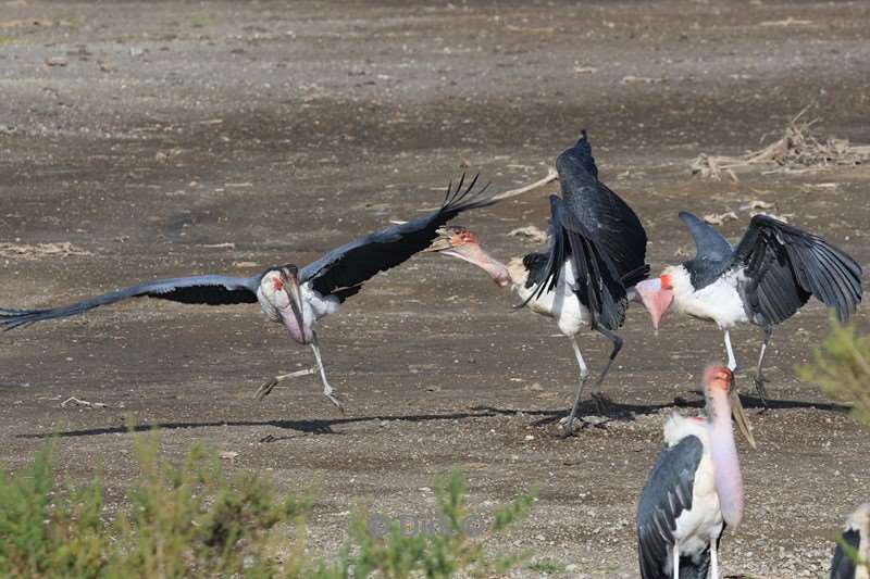 safari ndutu tanzania