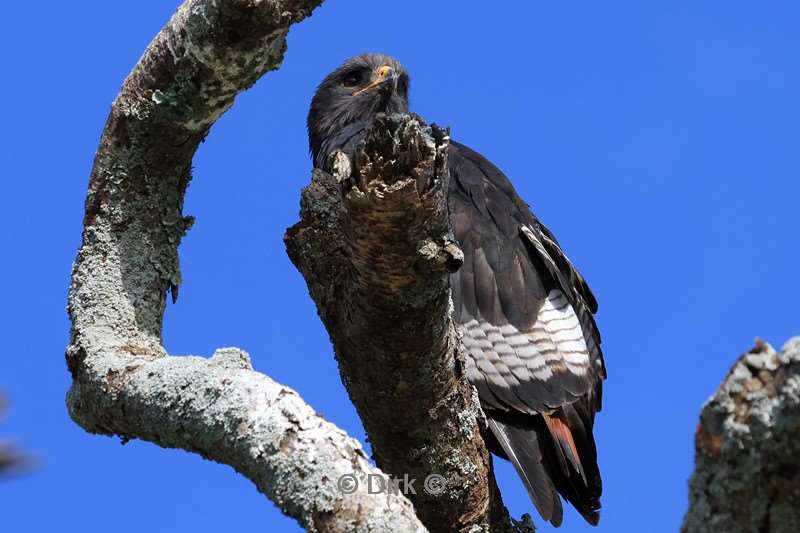 safari ndutu tanzania