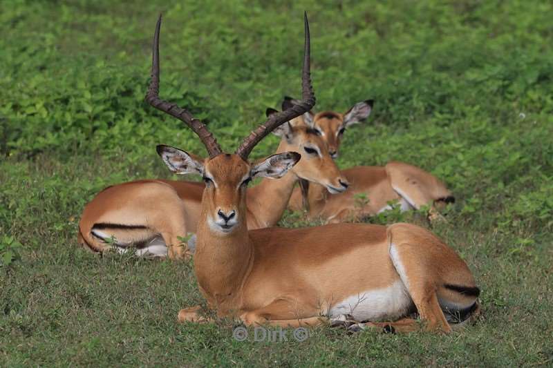 safari ndutu tanzania