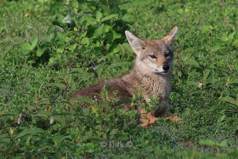 safari ndutu tanzania