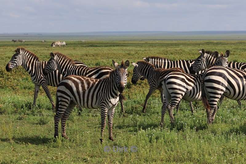safari ndutu tanzania