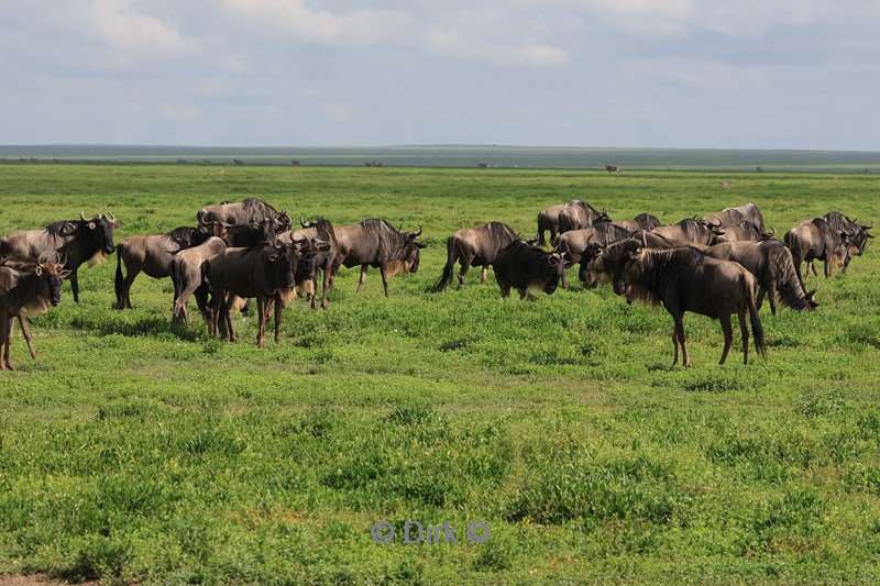 safari serengeti tanzania
