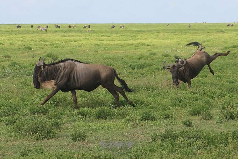 safari serengeti tanzania