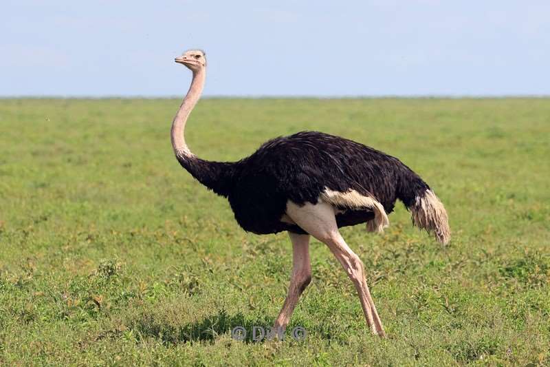 safari serengeti tanzania