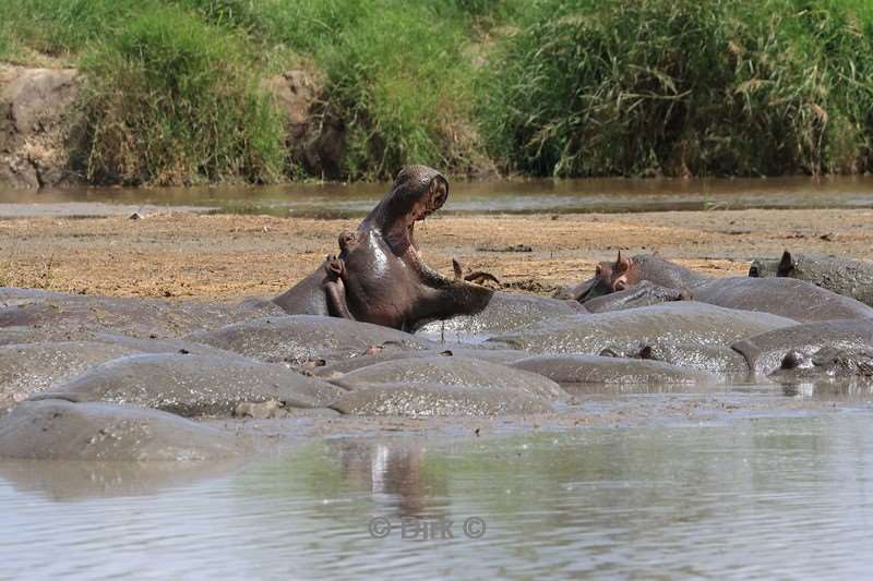 safari serengeti tanzania