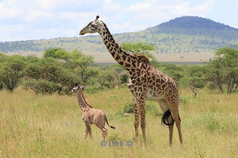 safari serengeti tanzania