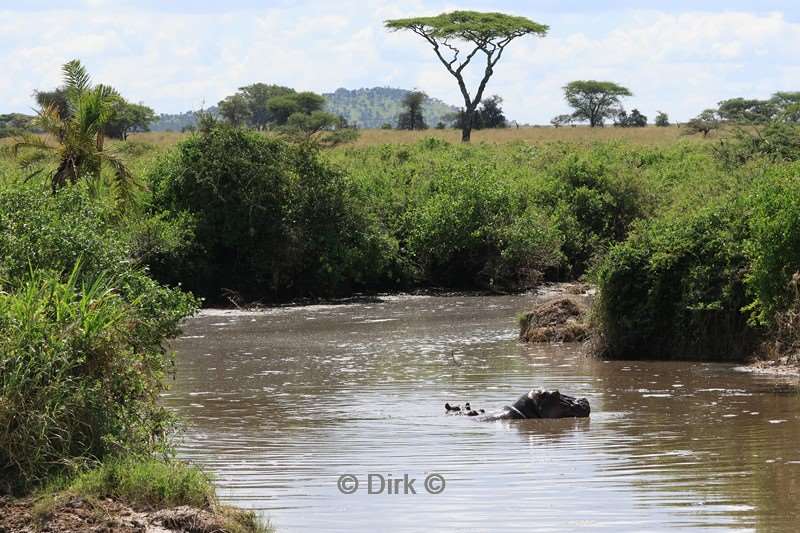 safari serengeti tanzania