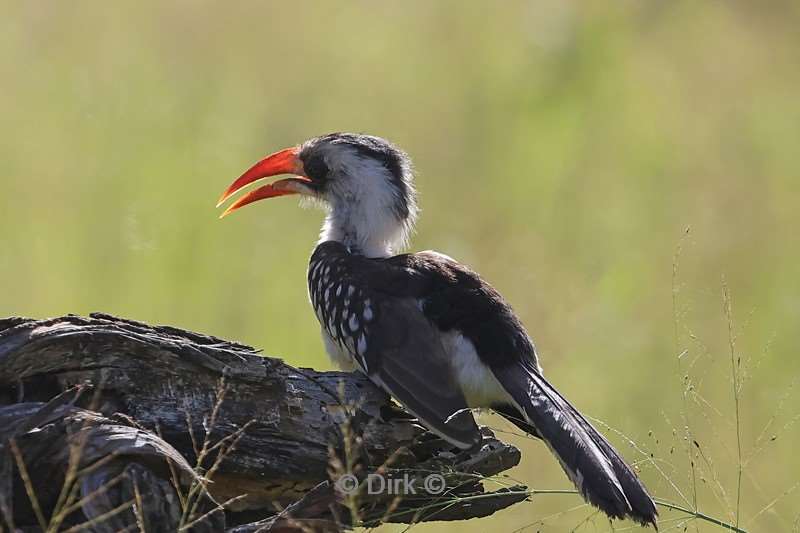 safari serengeti tanzania
