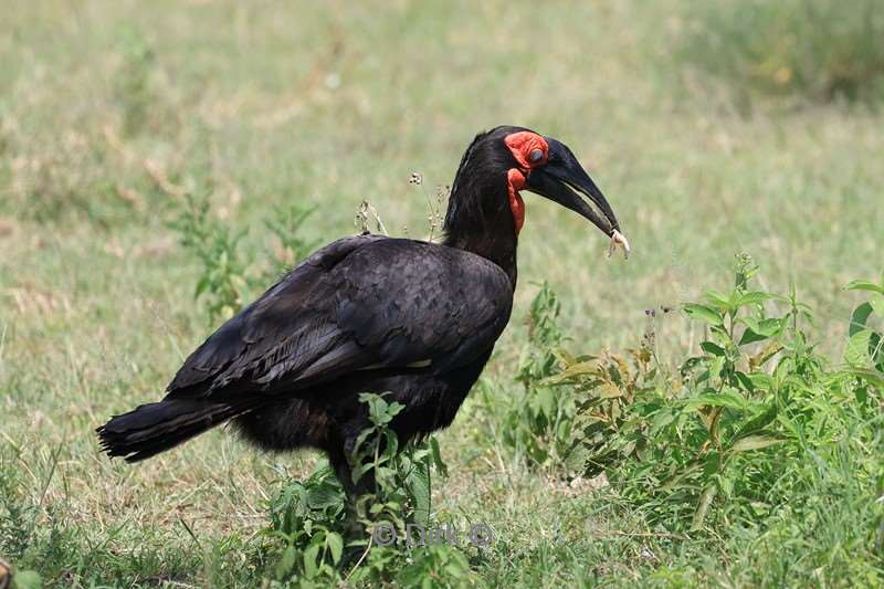 safari serengeti tanzania