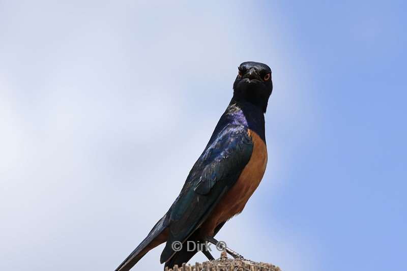safari serengeti tanzania
