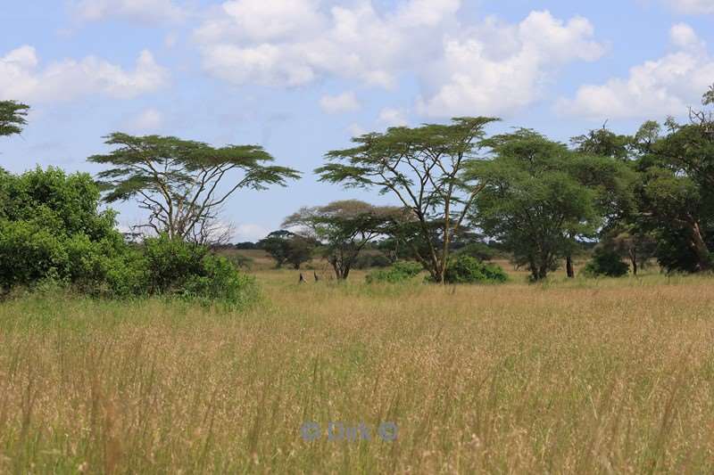 safari serengeti tanzania