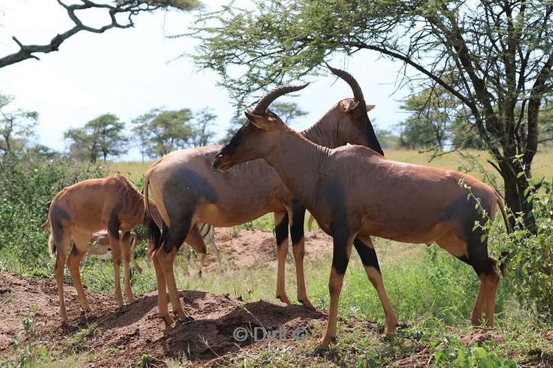 safari serengeti tanzania