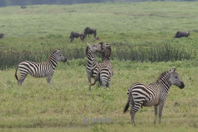 safari ngorongoro national park tanzania