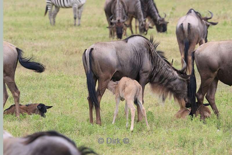 safari ngorongoro national park tanzania