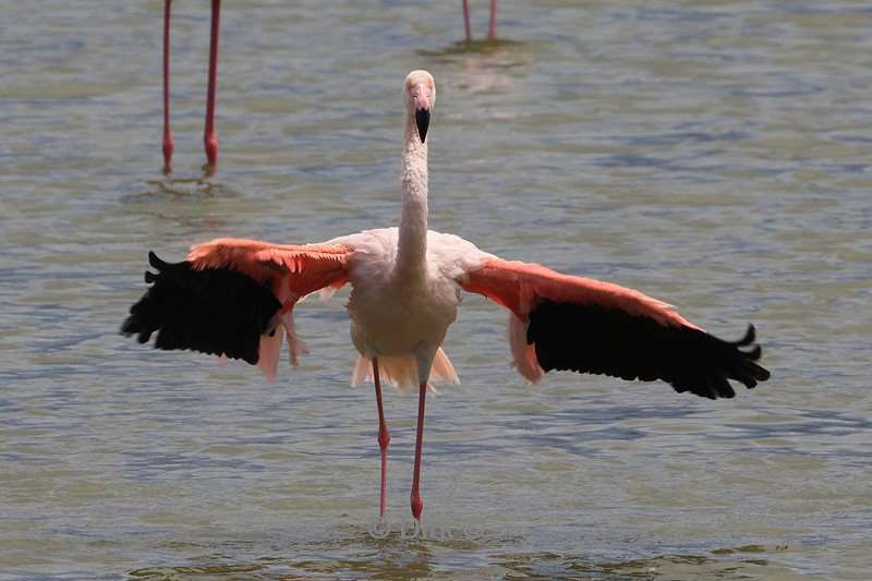 safari ngorongoro national park tanzania