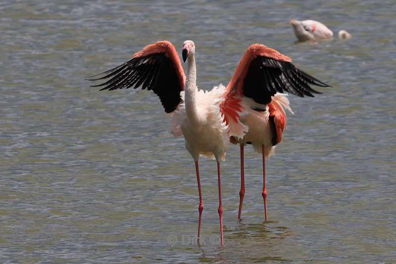 safari ngorongoro national park tanzania