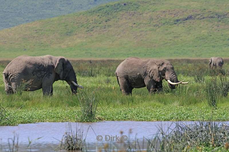 safari ngorongoro national park tanzania